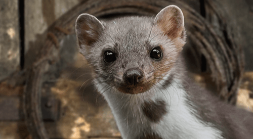 Marderabwehr Hochspannungsgerät 7 Plus-Minus Clip